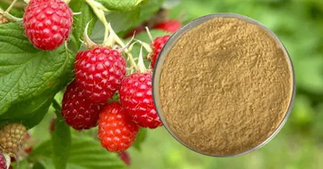 Quais são os extratos vegetais?