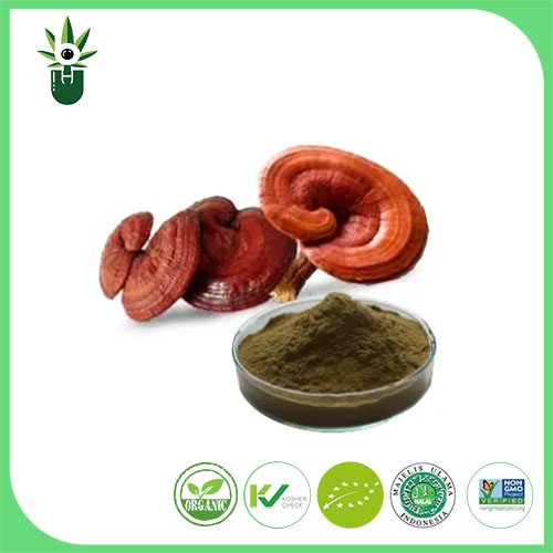 Extrato de Ganoderma Lucidum